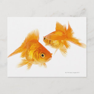 Twee Goldfish die elkaar kruipen Briefkaart