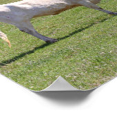 Twee Gossiping Texas Longhorns Poster (Hoek)