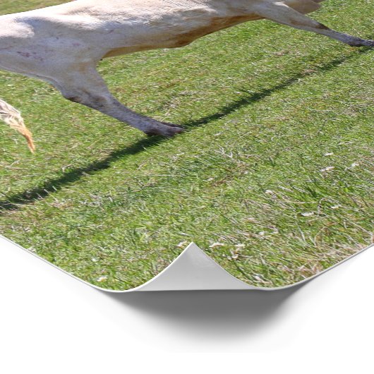 Twee Gossiping Texas Longhorns Poster (Hoek)