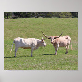 Twee Gossiping Texas Longhorns Poster
