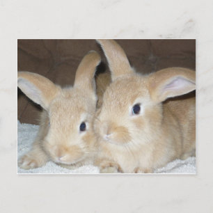 Twee gouden Bunnies Briefkaart