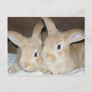 Twee gouden Bunnies Briefkaart