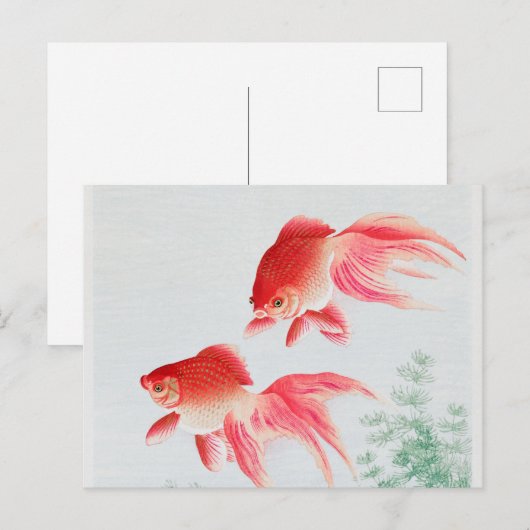 Twee goudmakreel briefkaart (Voorkant / Achterkant)