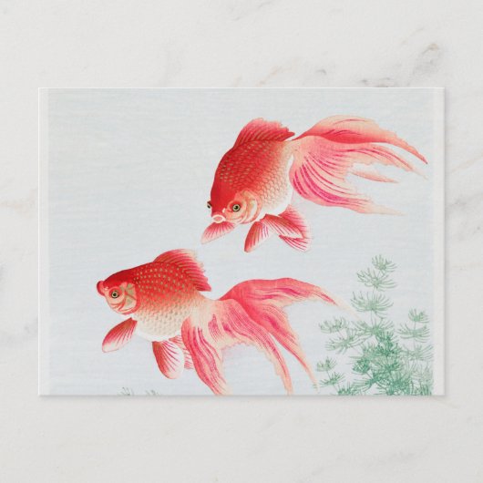 Twee goudmakreel  briefkaart (Voorkant)