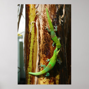 Twee goudstofdaggekko's Phelsuma Laticauda Poster