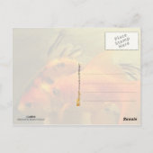 Twee goudvissen briefkaart (Achterkant)
