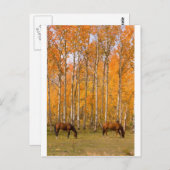 Twee graaspaarden in de herfst briefkaart (Voorkant / Achterkant)