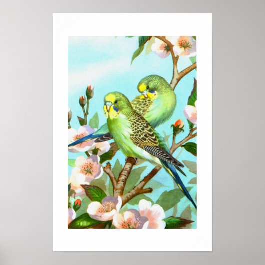 Twee grasparkieten poster (Voorkant)