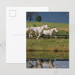 Twee Gray Percheron-paarden met dappel Briefkaart