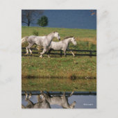 Twee Gray Percheron-paarden met dappel Briefkaart (Voorkant)