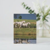 Twee Gray Percheron-paarden met dappel Briefkaart (Staand voorkant)