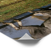 Twee Gray Percheron-paarden met dappel Poster (Hoek)