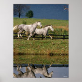 Twee Gray Percheron-paarden met dappel Poster (Voorkant)