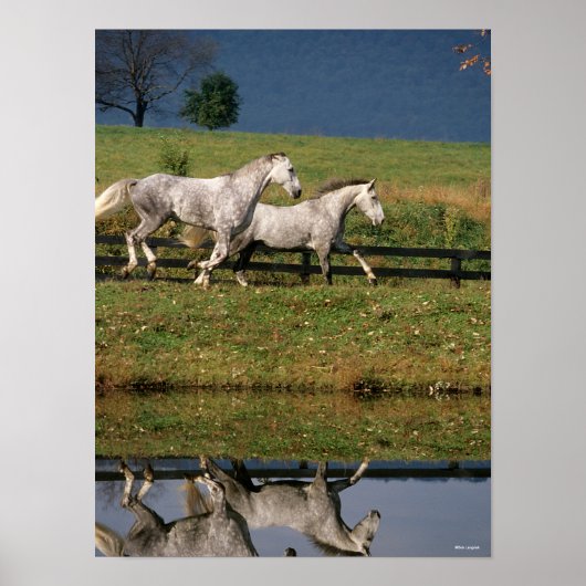 Twee Gray Percheron-paarden met dappel Poster (Voorkant)
