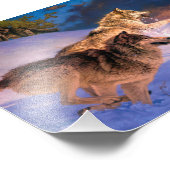 Twee grijze wolf in winterse natuur foto afdruk (Hoek)