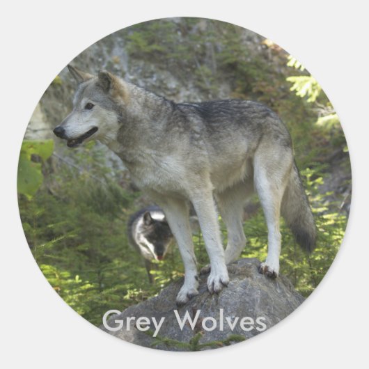 Twee Grijze Wolven in de Rocky Mountain Wilderness Ronde Sticker (Voorkant)