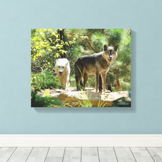 Twee grijze wolven in het bos canvas afdruk (Insitu (Houten vloer))