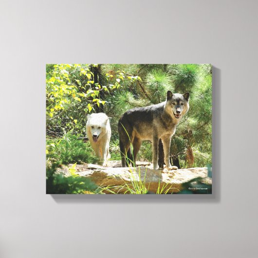 Twee grijze wolven in het bos canvas afdruk (Voorkant)