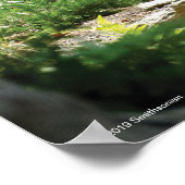 Twee grijze wolven in het bos poster (Hoek)