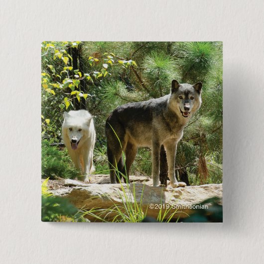 Twee grijze wolven in het bos vierkante button 5,1 cm (Voorkant)
