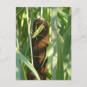 Twee Groene Grasshoppers DIY Briefkaart