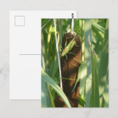 Twee Groene Grasshoppers DIY Briefkaart (Voorkant / Achterkant)