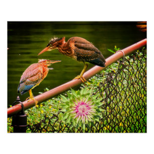 Twee groene reigers perfect poster