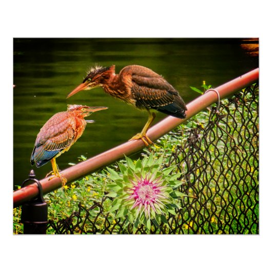 Twee groene reigers perfect poster (Voorkant)