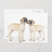 Twee Grote Denen Briefkaart (Voorkant / Achterkant)