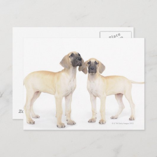 Twee Grote Denen Briefkaart (Voorkant / Achterkant)