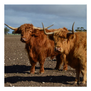 Twee grote Koeien in het bruine hoogland, Perfect Poster
