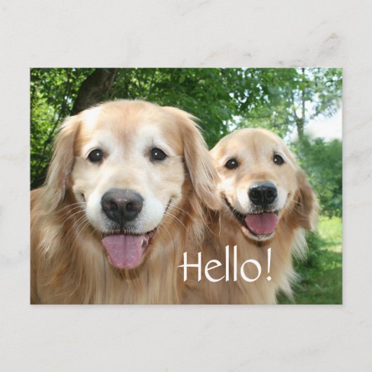 Twee Happy Golden Retriever Honden buiten Briefkaart (Voorkant)