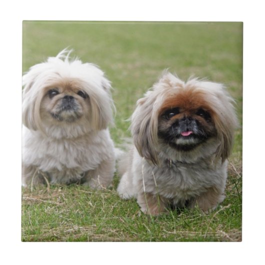 Twee Happy Little Puppies Tegeltje (Voorkant)