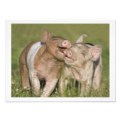 Twee Happy Playful Biglets 12 x16 Foto Afdruk (Voorkant)