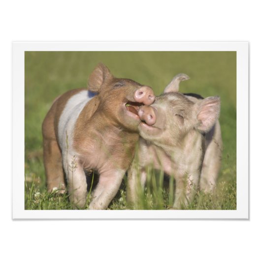 Twee Happy Playful Biglets 12 x16 Foto Afdruk (Voorkant)
