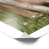 Twee Happy Playful Biglets 12 x16 Foto Afdruk (Hoek)