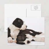Twee Harlekijn Grote Deen Puppies Briefkaart (Voorkant / Achterkant)