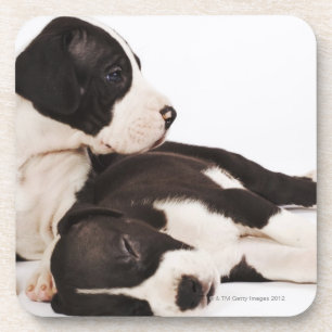 Twee Harlequin Great Dane-puppies op wit Bier Onderzetter