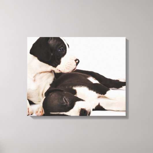 Twee Harlequin Great Dane-puppies op wit Canvas Afdruk (Voorkant)