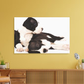 Twee Harlequin Great Dane-puppies op wit Canvas Afdruk (Insitu (Woonkamer))