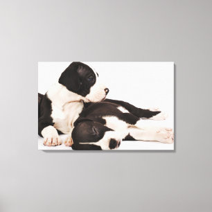 Twee Harlequin Great Dane-puppies op wit Canvas Afdruk