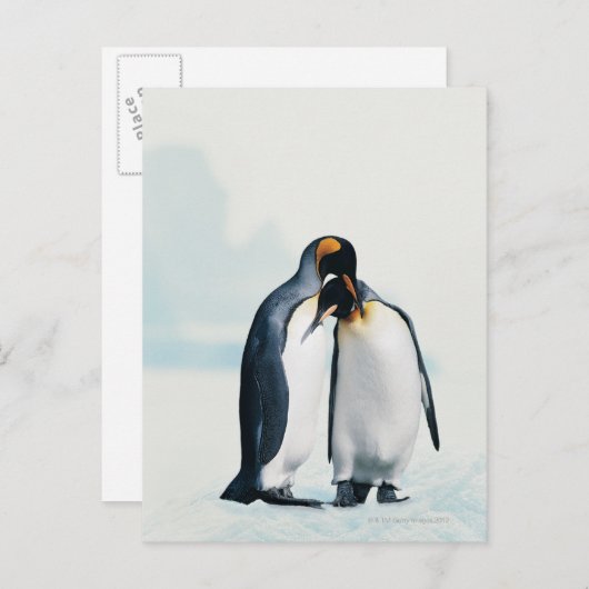 Twee hartelijke pinguïnen briefkaart (Voorkant / Achterkant)