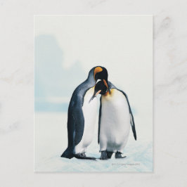 Twee hartelijke pinguïnen briefkaart