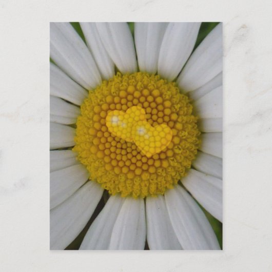 Twee harten op marguerite briefkaart (Voorkant)
