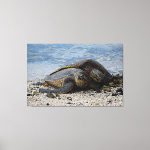 Twee Hawaïaanse Groene Zeeen Schildpadden knuffele Canvas Afdruk