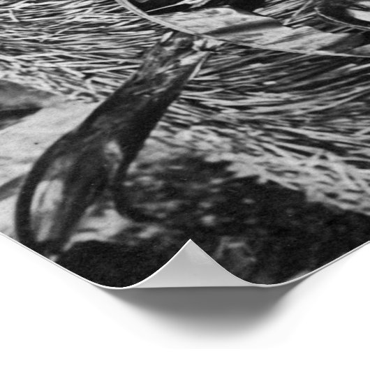 Twee Hawaiiaanse vrouwen met Ukalalees foto Poster (Hoek)