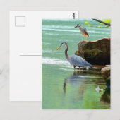 Twee Herons in de rivier Briefkaart (Voorkant / Achterkant)