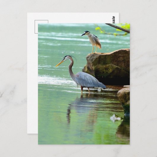 Twee Herons in de rivier Briefkaart (Voorkant / Achterkant)