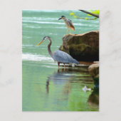 Twee Herons in de rivier Briefkaart (Voorkant)