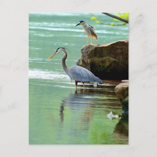Twee Herons in de rivier Briefkaart (Voorkant)